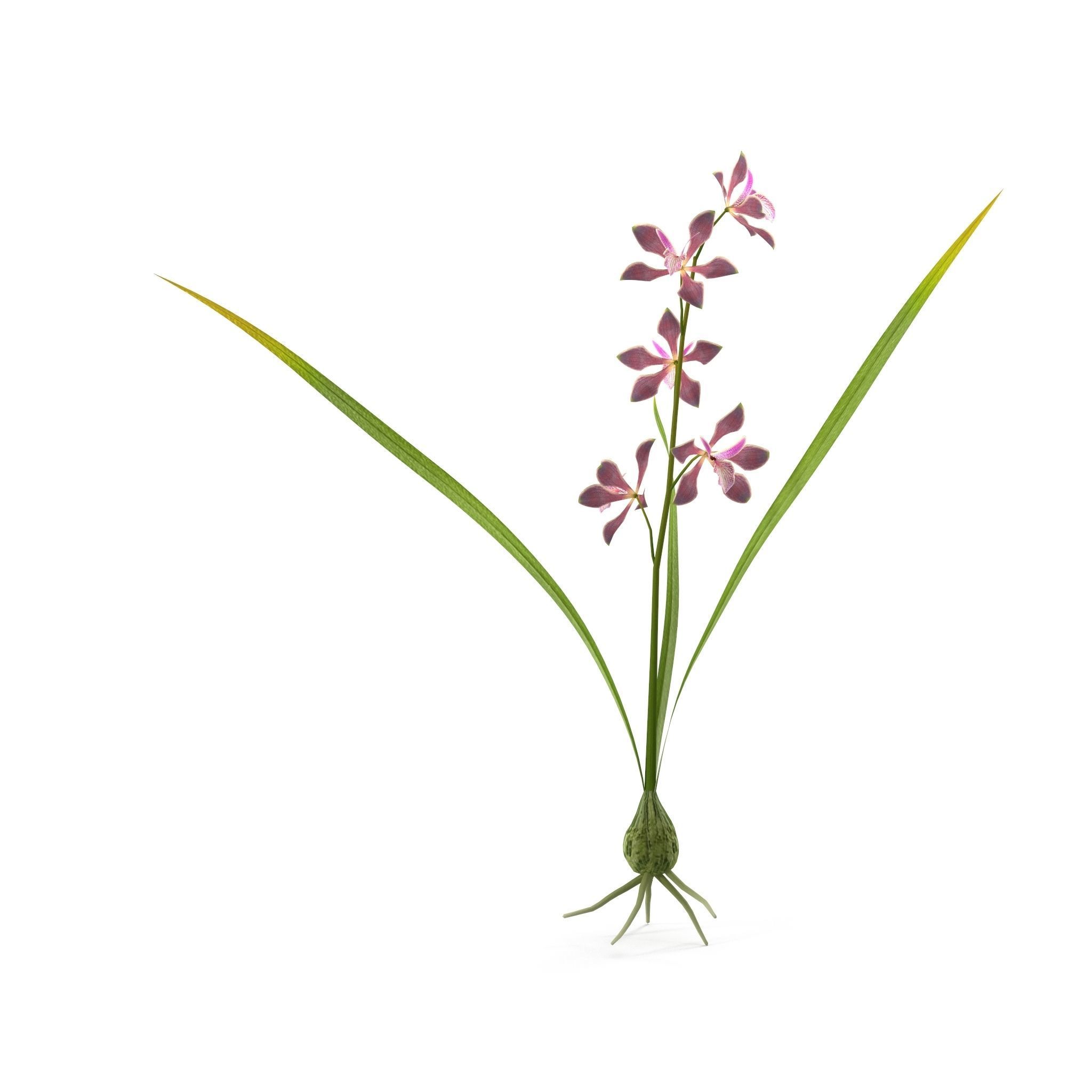 Encyclia bractescens single 3D model_7