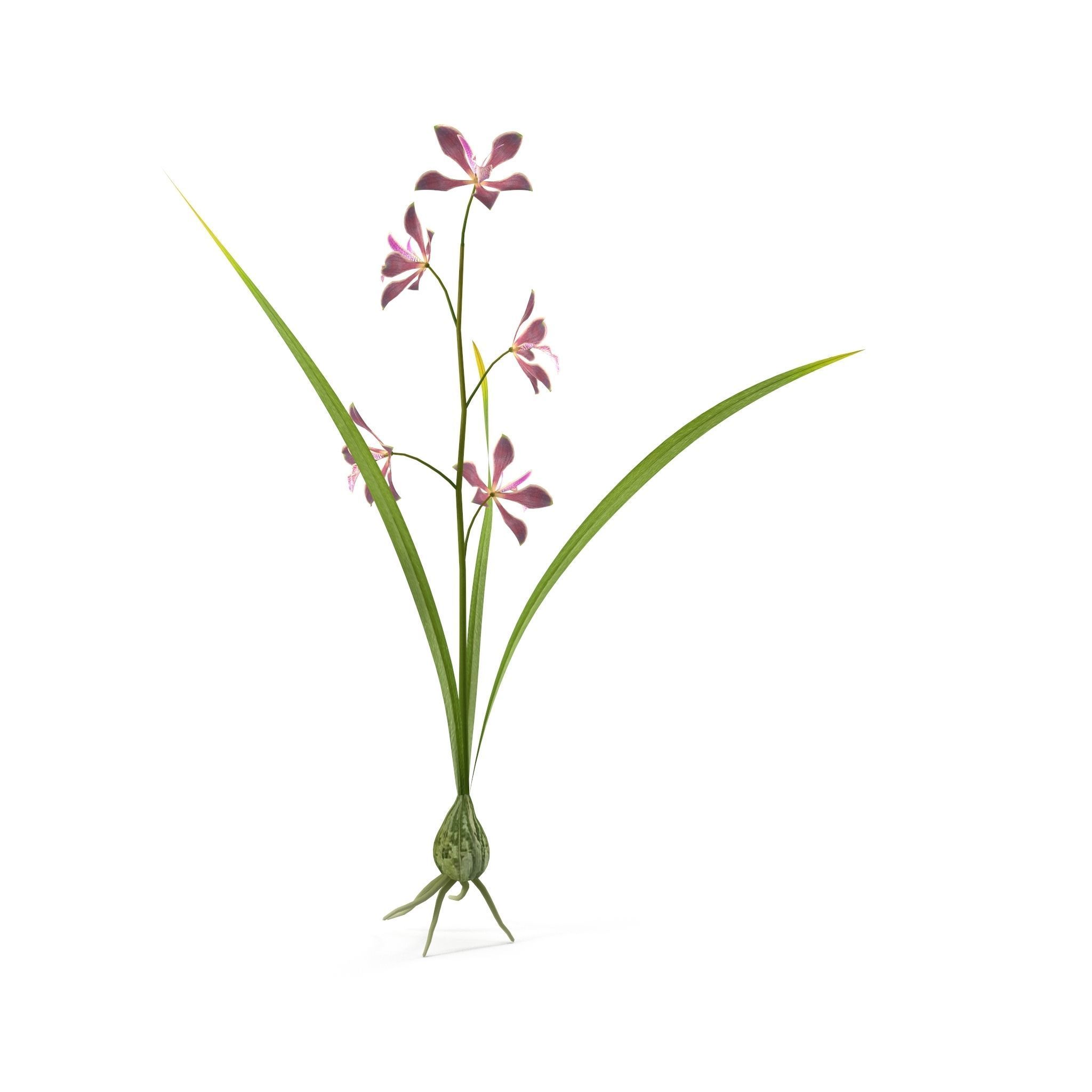 Encyclia bractescens single 3D model_2