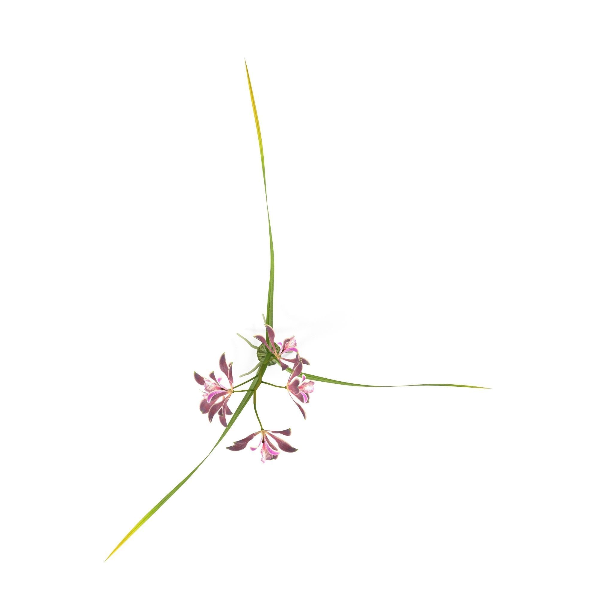 Encyclia bractescens single 3D model_5