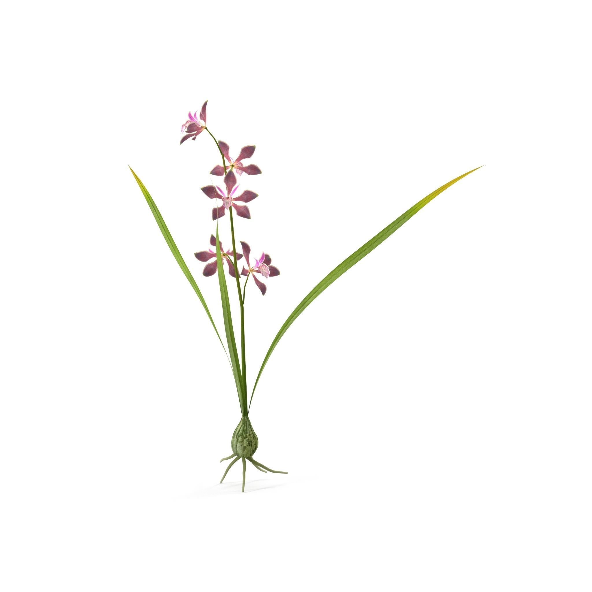 Encyclia bractescens single 3D model_8