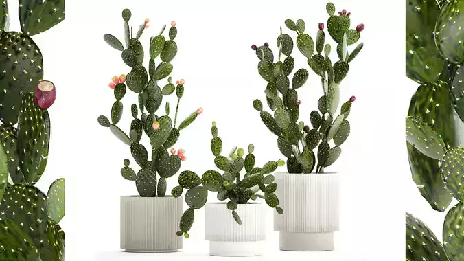Set of cacti in white pots with Prickly pear cactus 1475