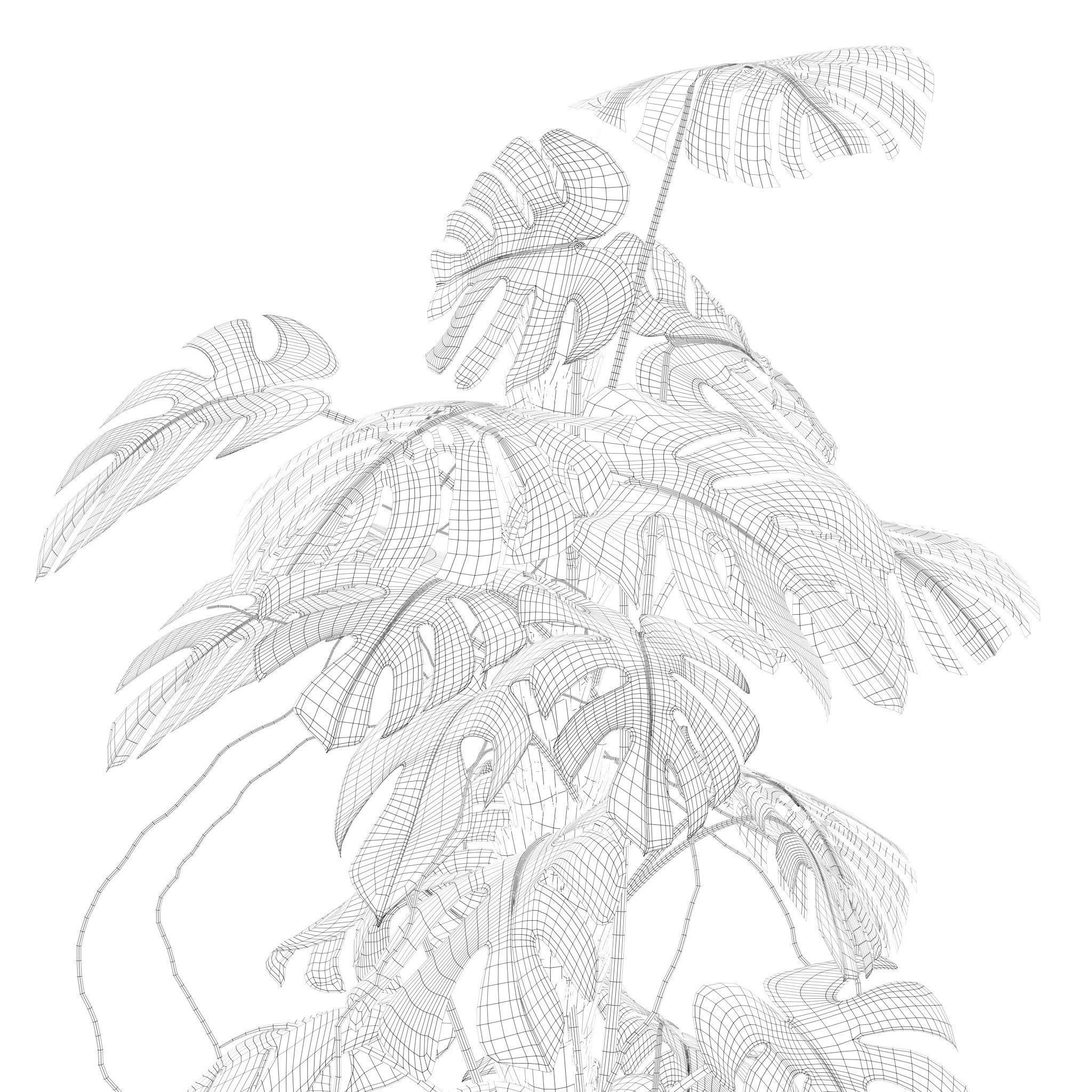 Plants collection 202 - ficus palm alocasia monstera lyrata 3D model_16