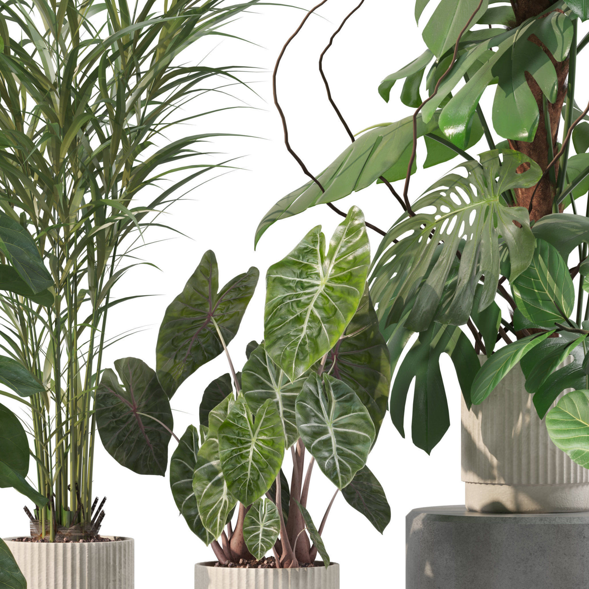 Plants collection 202 - ficus palm alocasia monstera lyrata 3D model_2