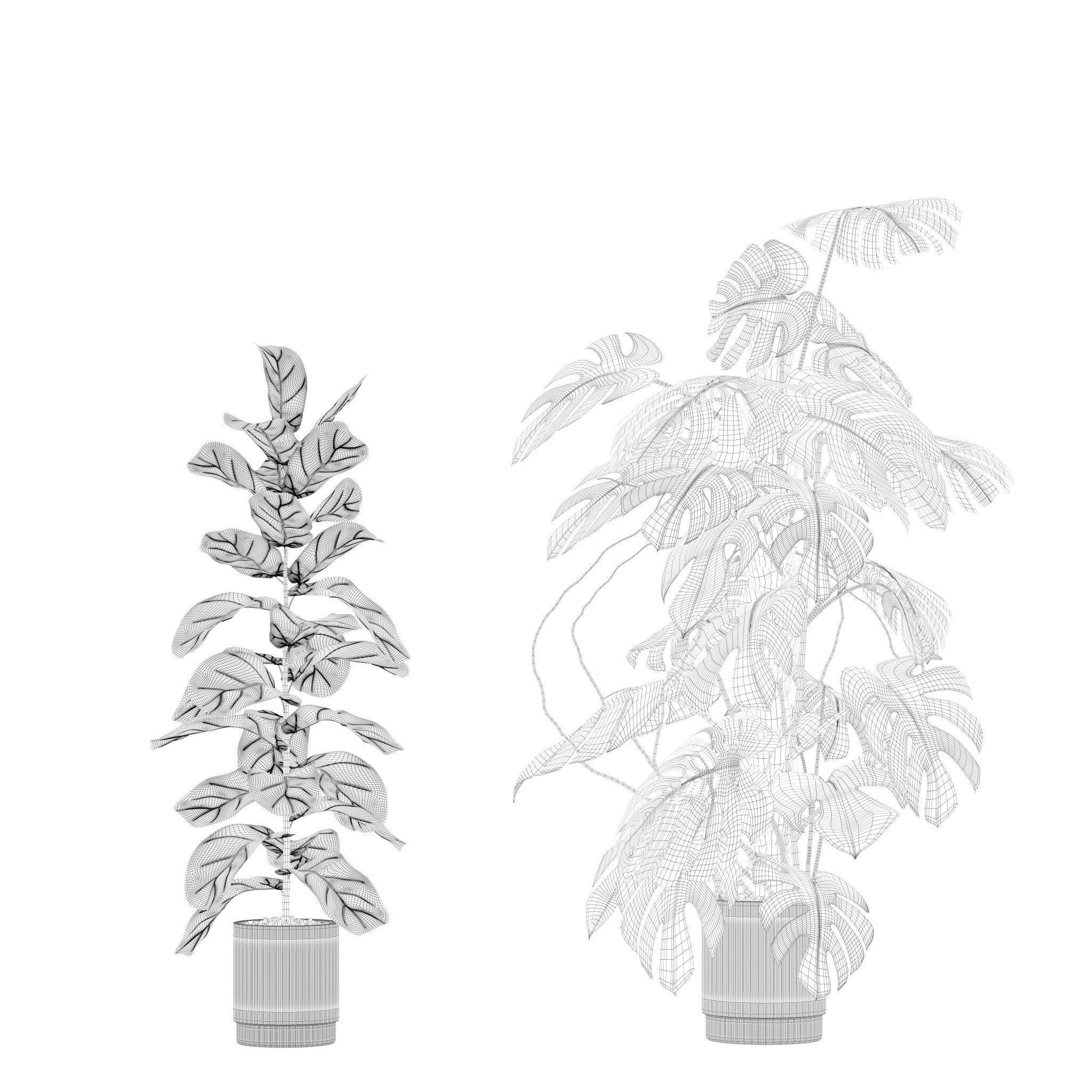 Plants collection 202 - ficus palm alocasia monstera lyrata 3D model_19