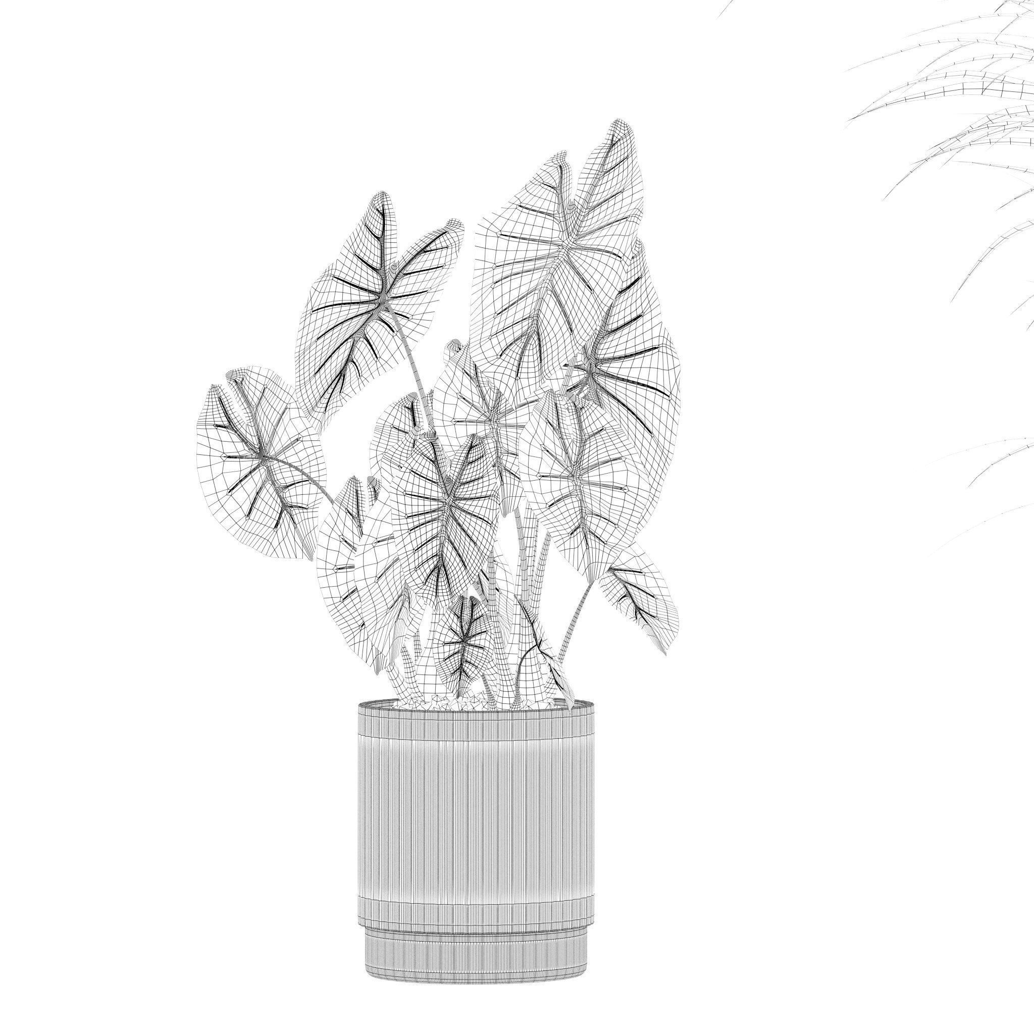 Plants collection 202 - ficus palm alocasia monstera lyrata 3D model_13