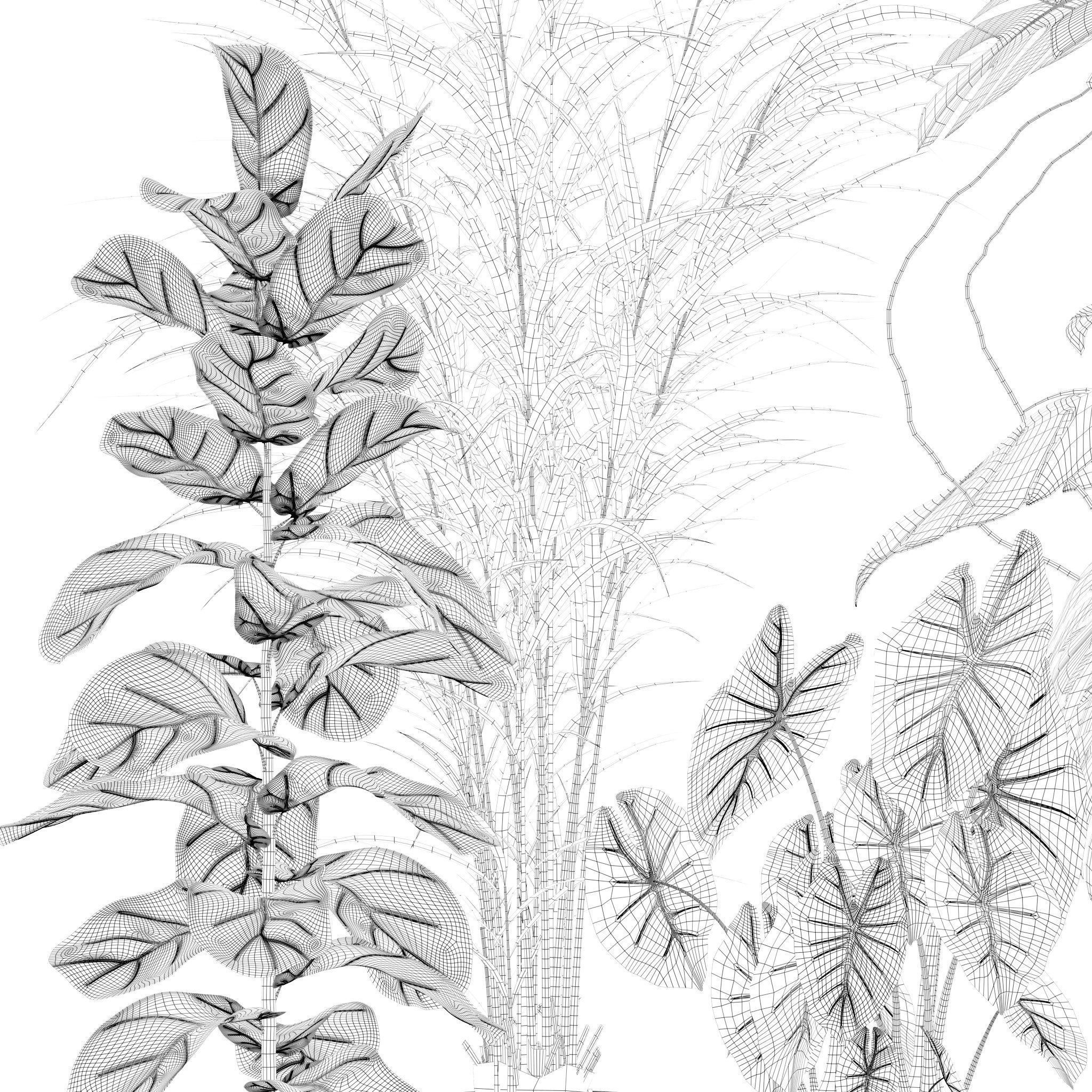 Plants collection 202 - ficus palm alocasia monstera lyrata 3D model_12