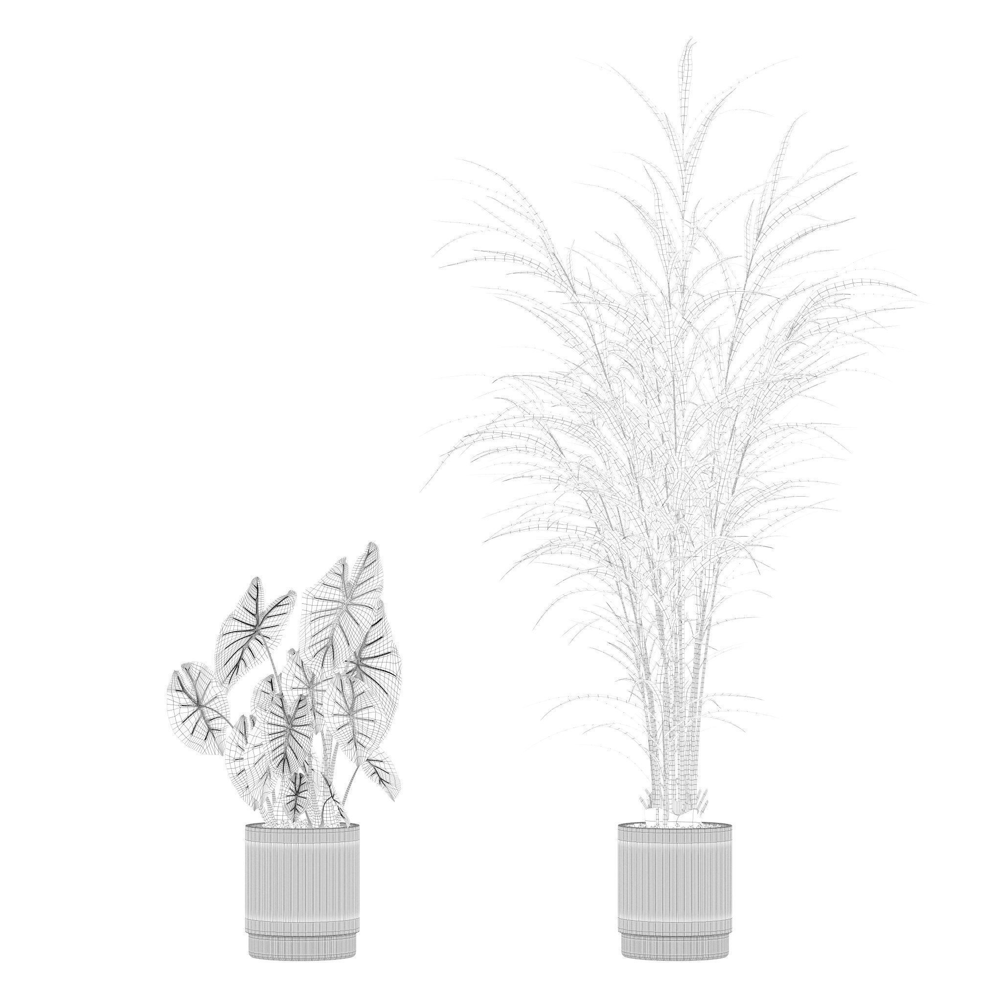 Plants collection 202 - ficus palm alocasia monstera lyrata 3D model_9