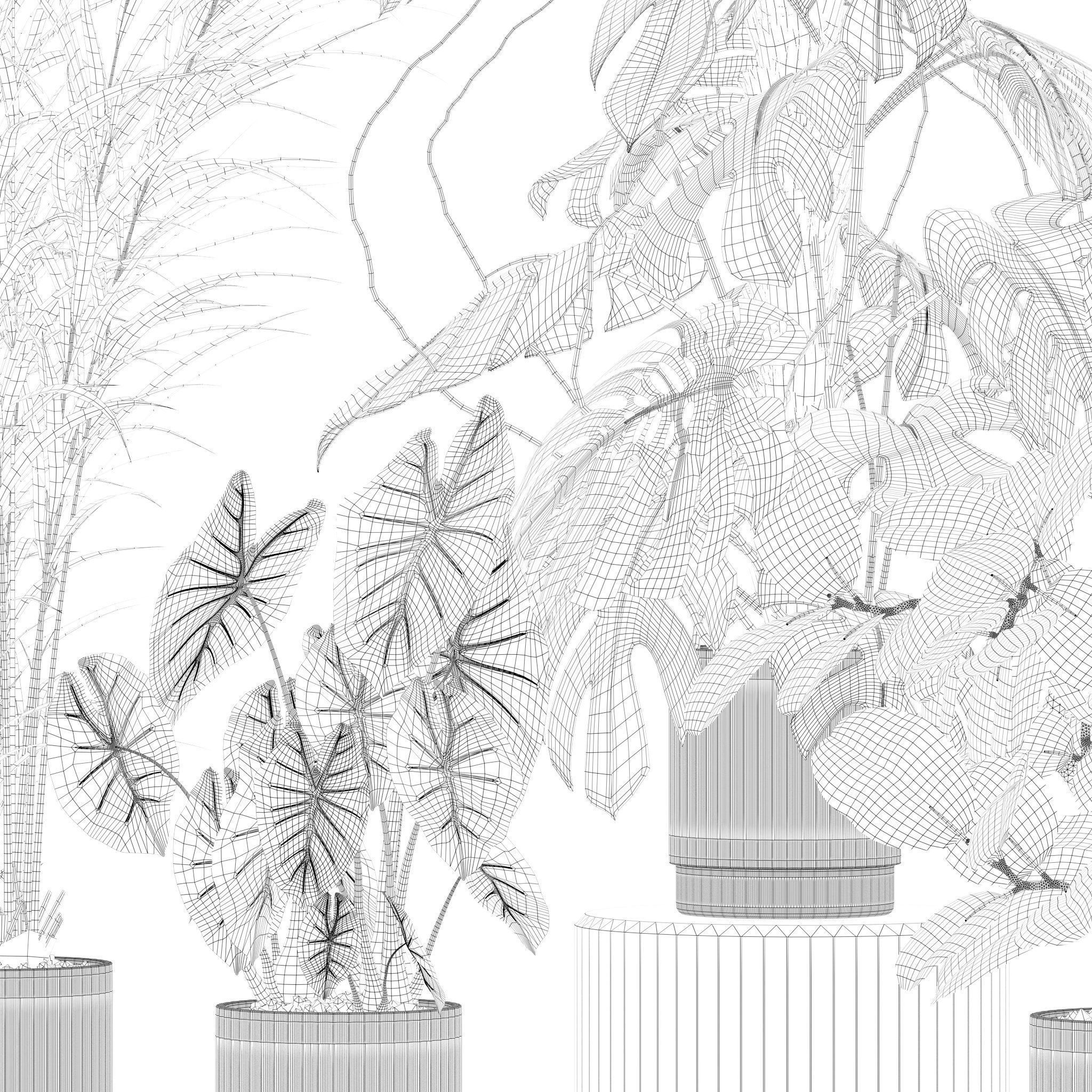 Plants collection 202 - ficus palm alocasia monstera lyrata 3D model_11