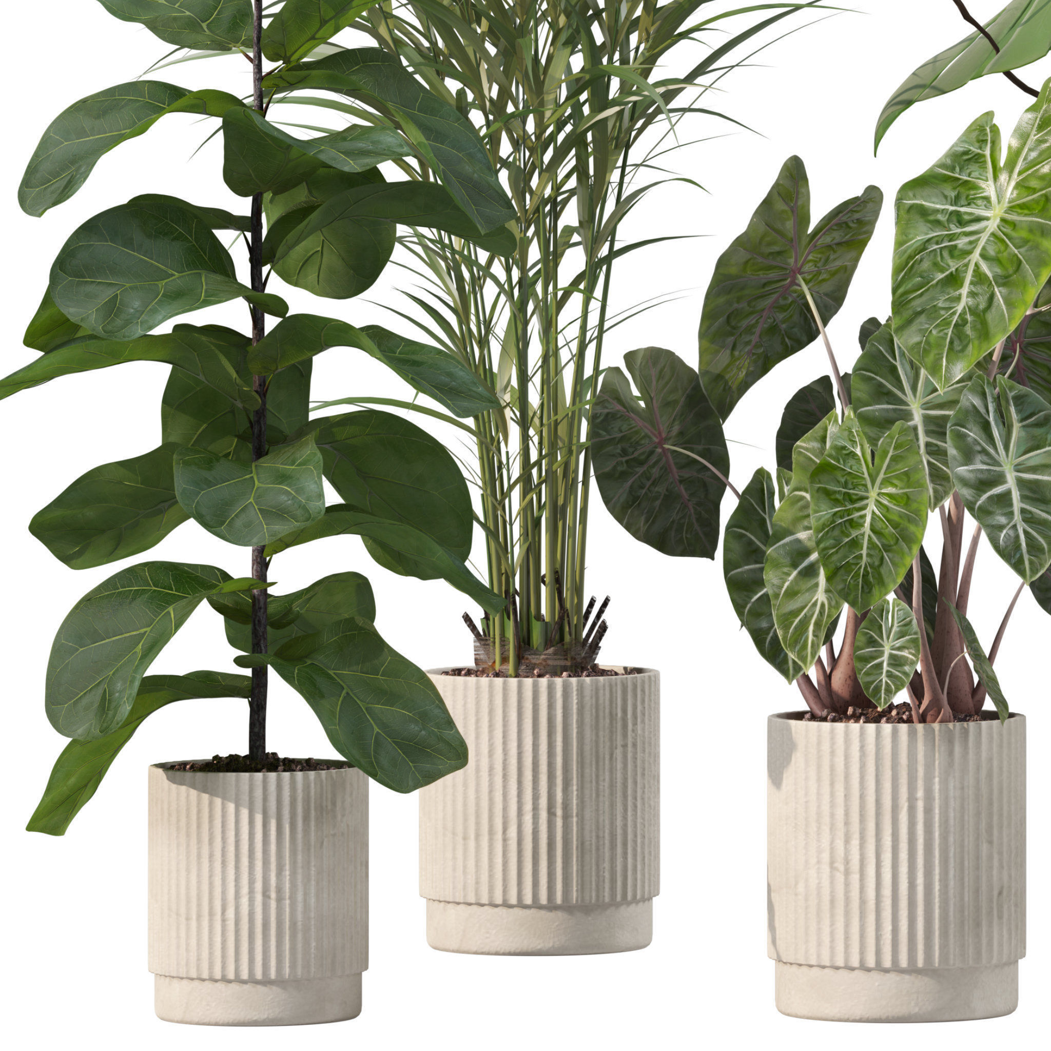 Plants collection 202 - ficus palm alocasia monstera lyrata 3D model_3