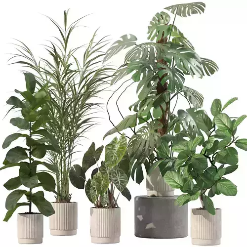 Plants collection 202 - ficus palm alocasia monstera lyrata 3D model
