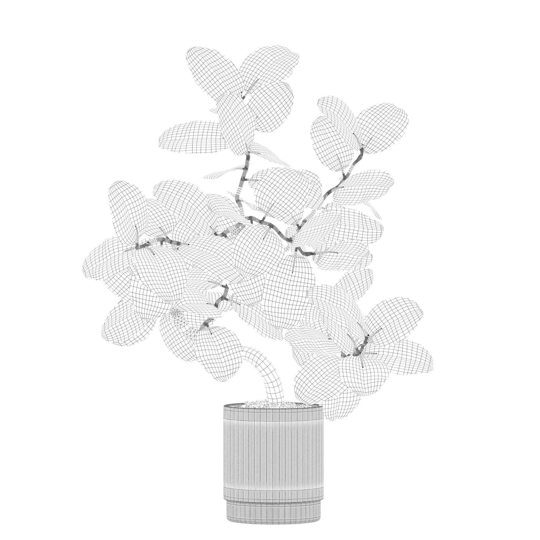 Plants collection 202 - ficus palm alocasia monstera lyrata 3D model_10