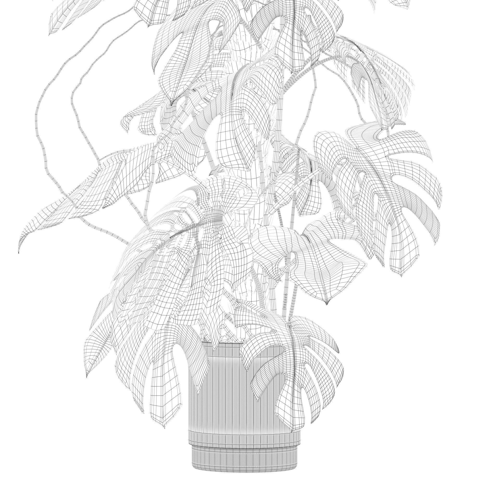 Plants collection 202 - ficus palm alocasia monstera lyrata 3D model_15