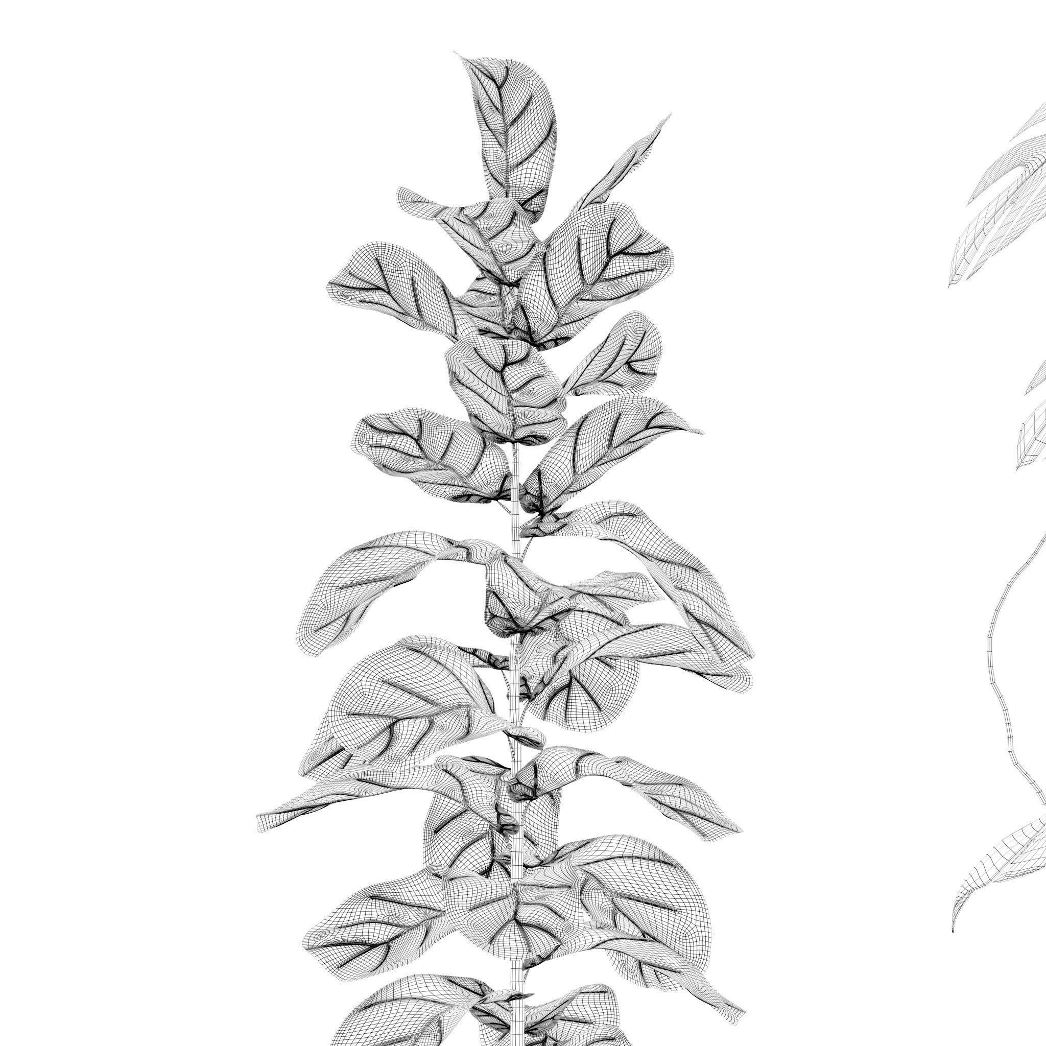 Plants collection 202 - ficus palm alocasia monstera lyrata 3D model_17