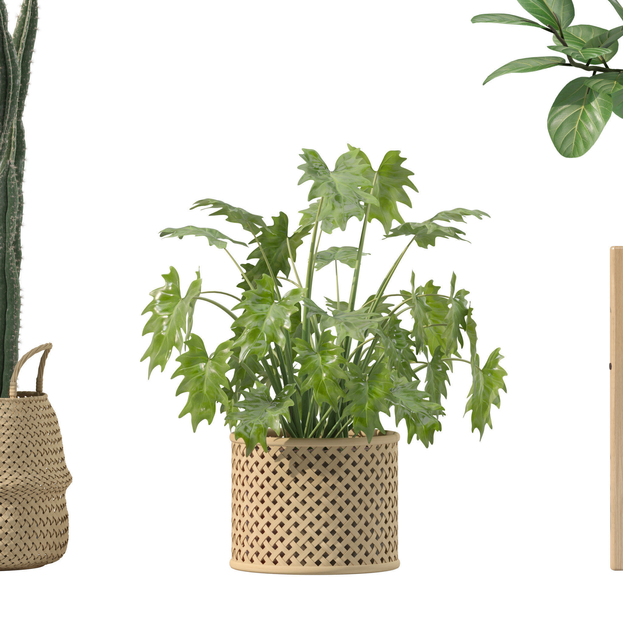 Plants collection 203 - monstera grass cactus ficus philodendron 3D model_8