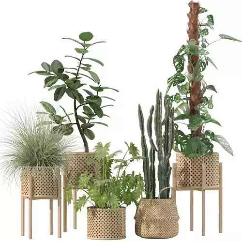 Plants collection 203 - monstera grass cactus ficus philodendron 3D model