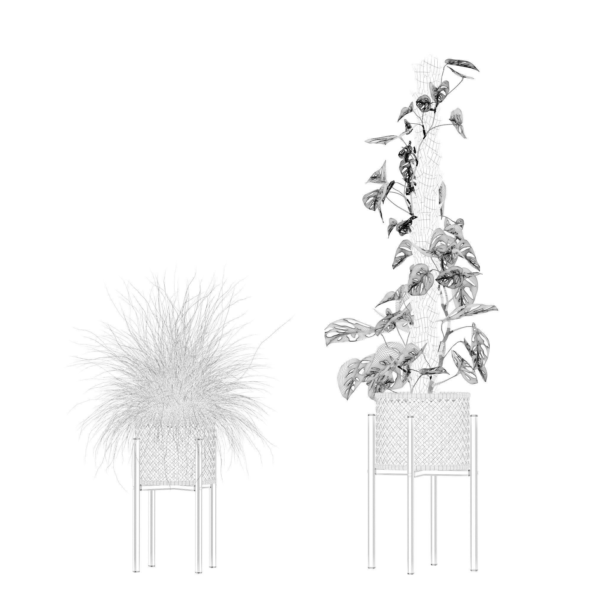 Plants collection 203 - monstera grass cactus ficus philodendron 3D model_14