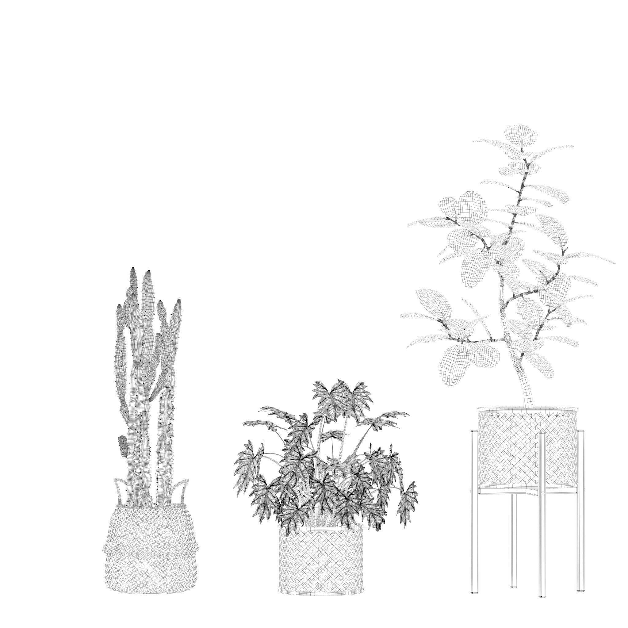 Plants collection 203 - monstera grass cactus ficus philodendron 3D model_12