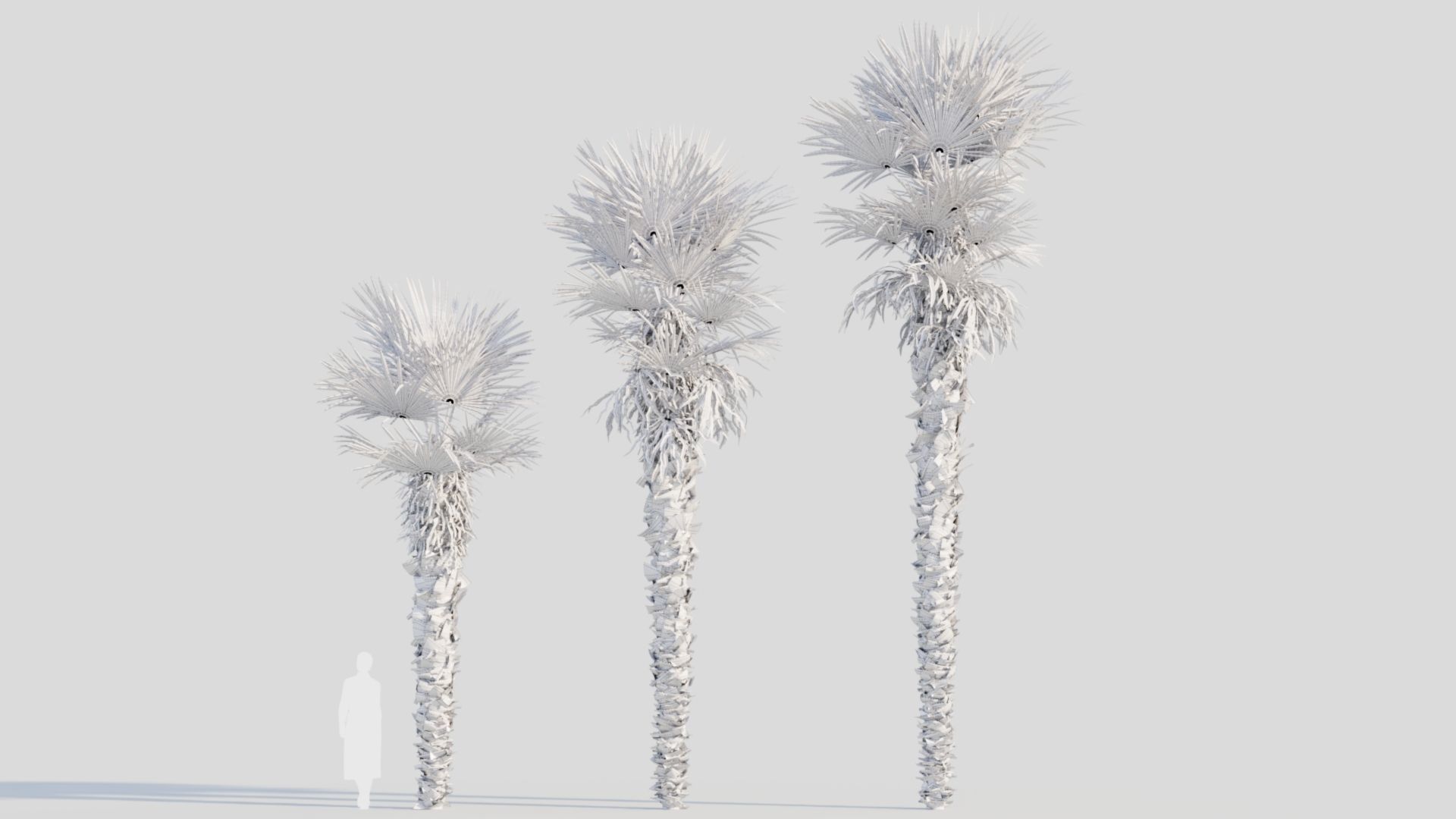 Trachycarpus fortunei a 3D model_9