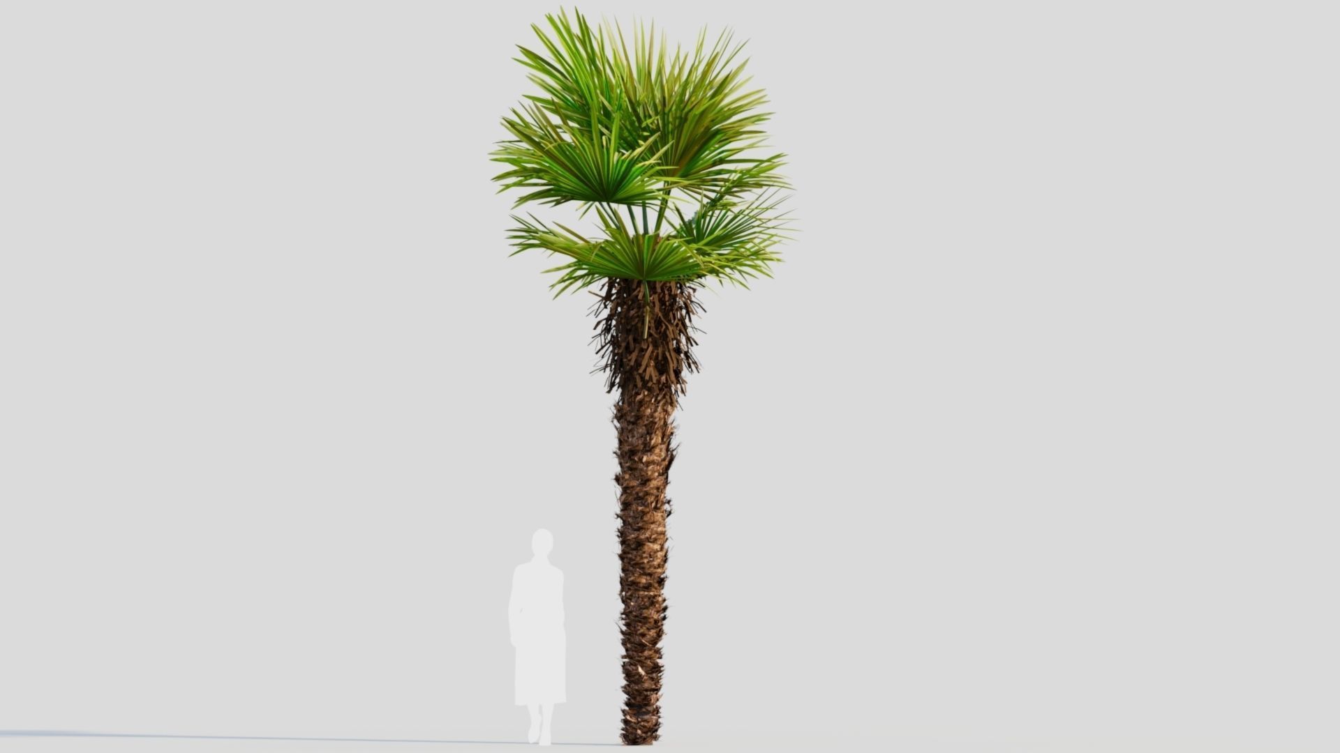 Trachycarpus fortunei a 3D model_6