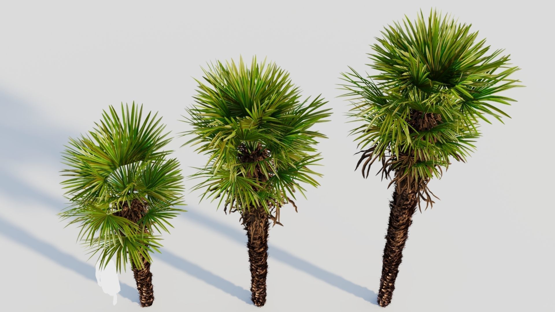 Trachycarpus fortunei a 3D model_3