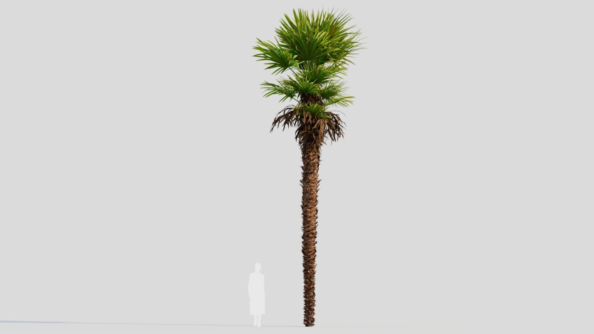 Trachycarpus fortunei a 3D model_8