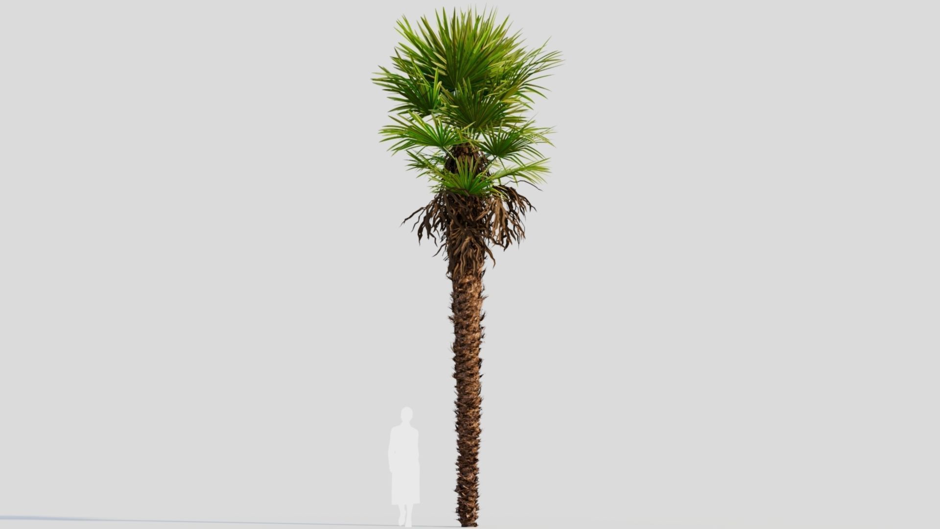 Trachycarpus fortunei a 3D model_7