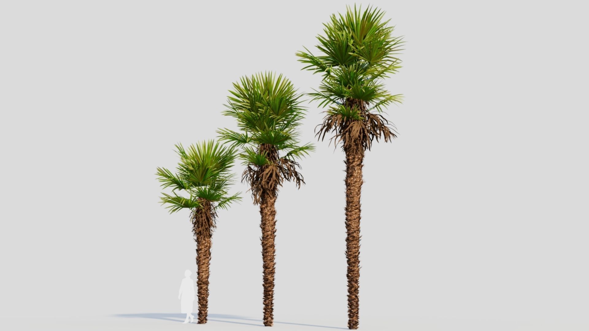 Trachycarpus fortunei a 3D model_2