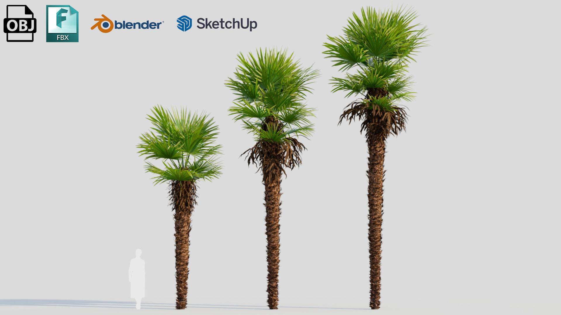 Trachycarpus fortunei a 3D model_1