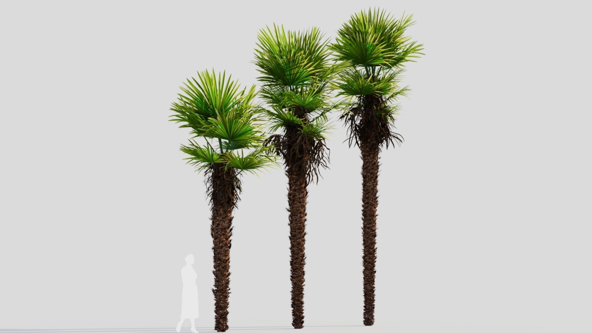 Trachycarpus fortunei a 3D model_4