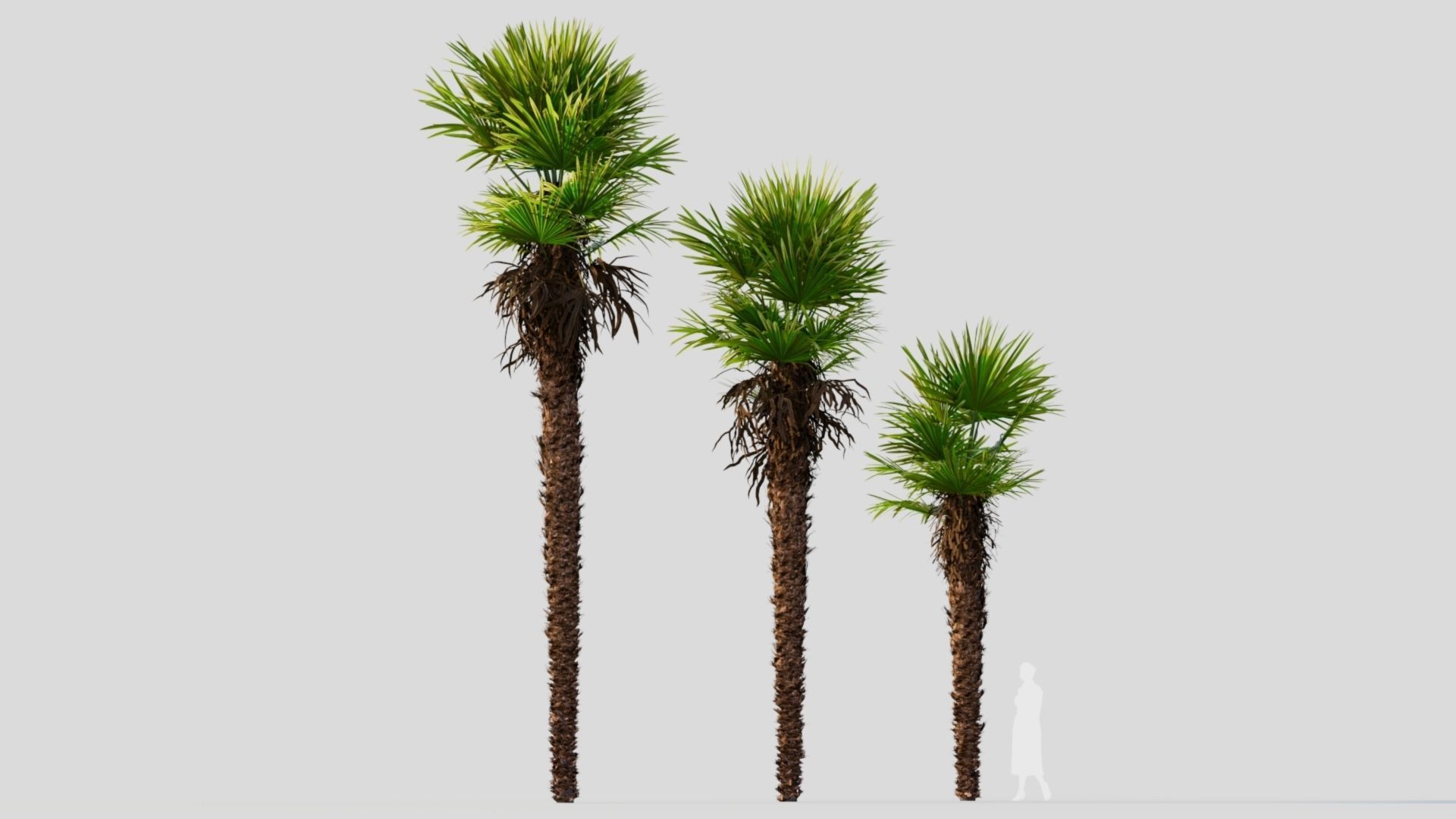 Trachycarpus fortunei a 3D model_5
