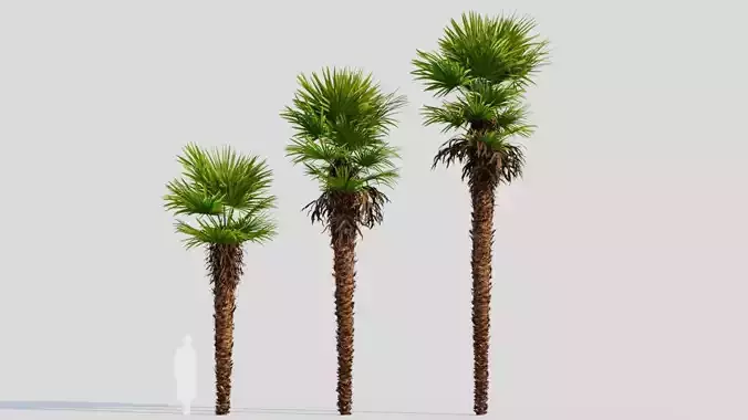Trachycarpus fortunei a