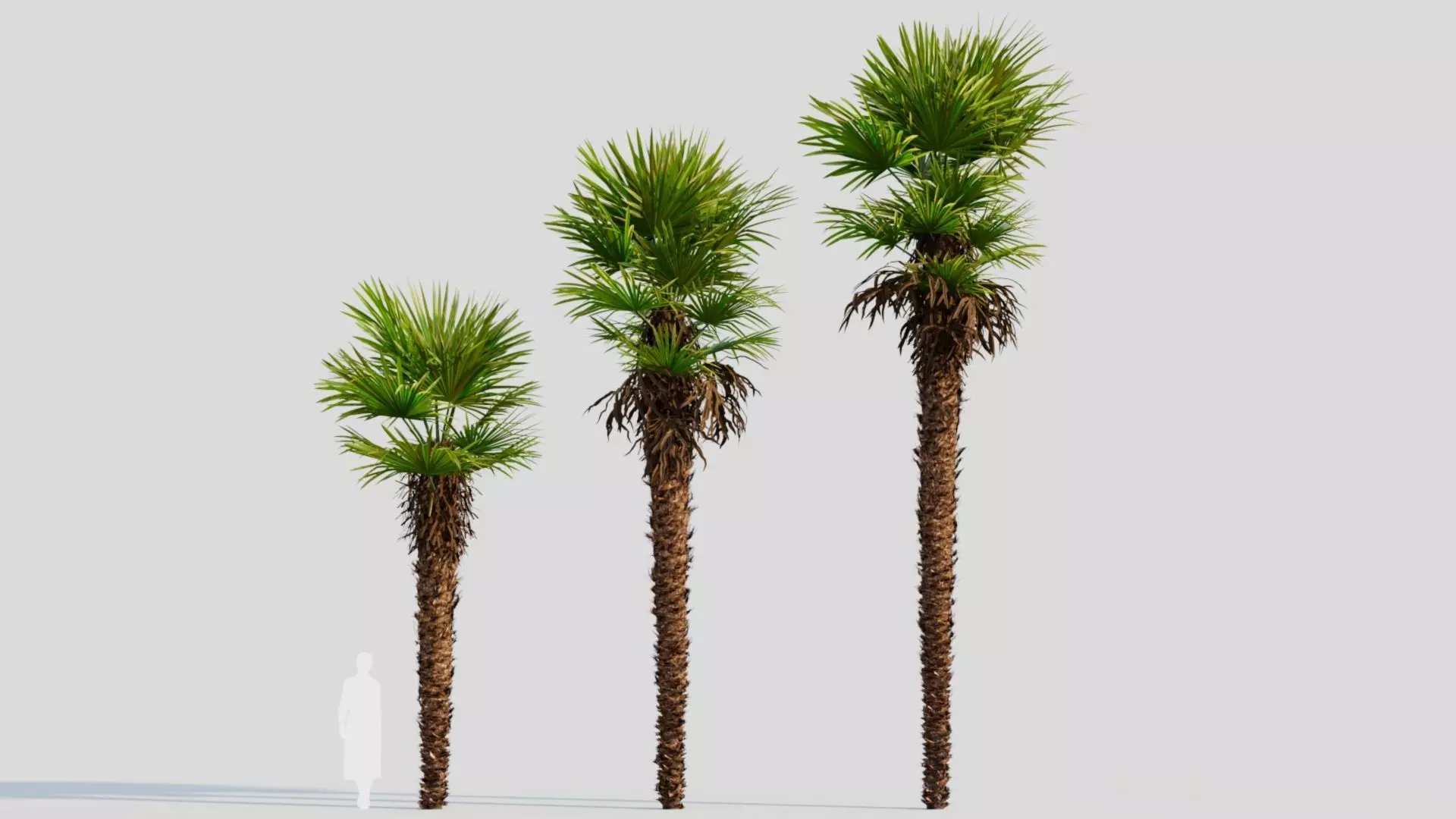 Trachycarpus fortunei a 3D model_0