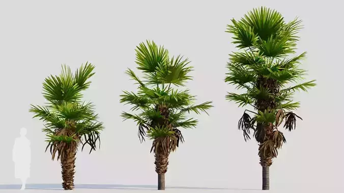 Trachycarpus fortunei b