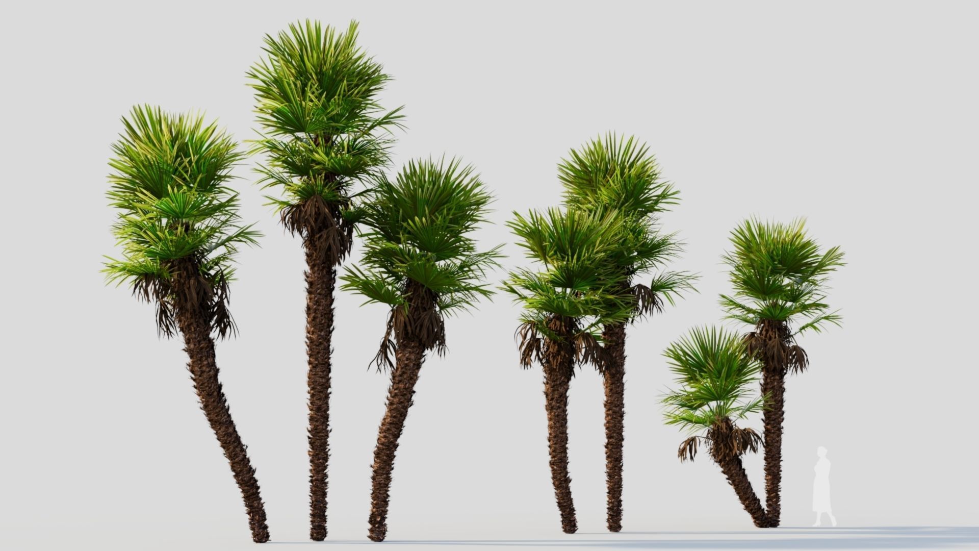 Trachycarpus fortunei c 3D model_5