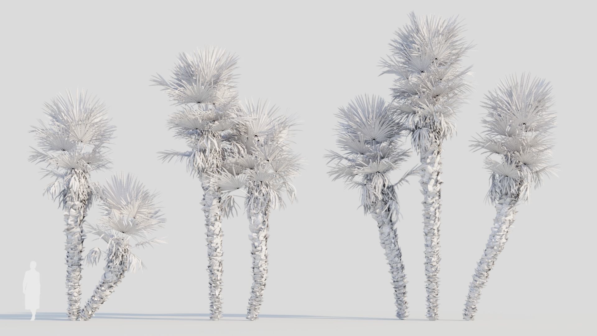 Trachycarpus fortunei c 3D model_9
