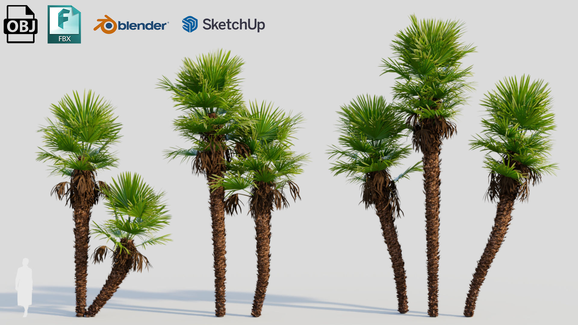 Trachycarpus fortunei c 3D model_1