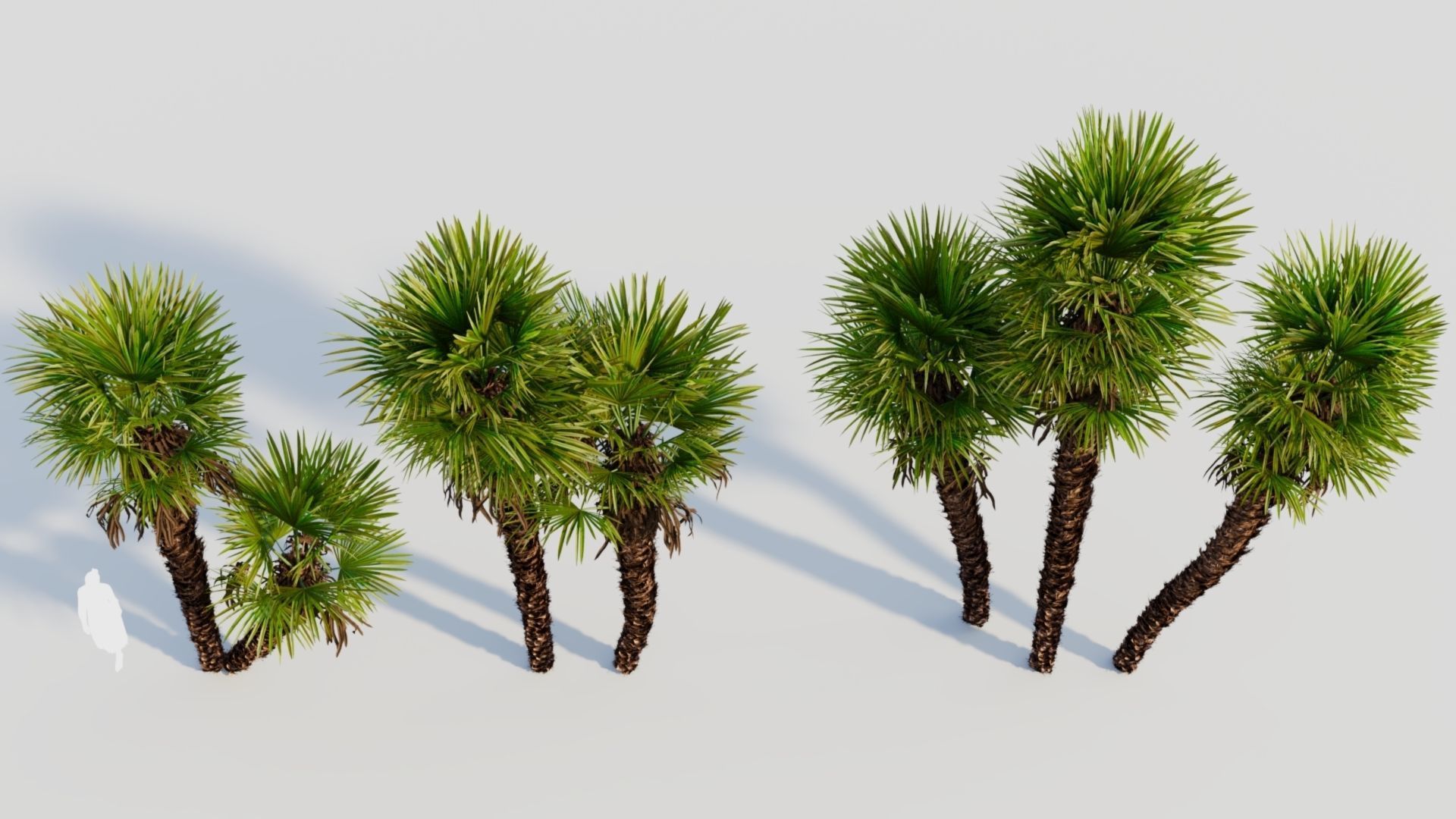 Trachycarpus fortunei c 3D model_3