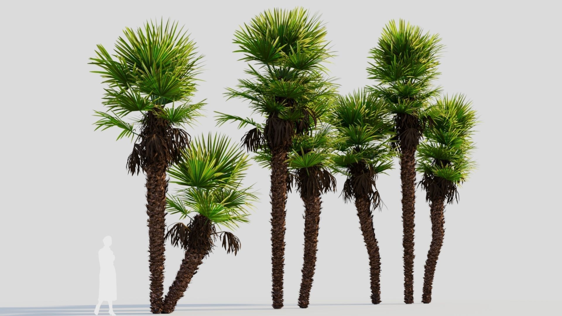 Trachycarpus fortunei c 3D model_4
