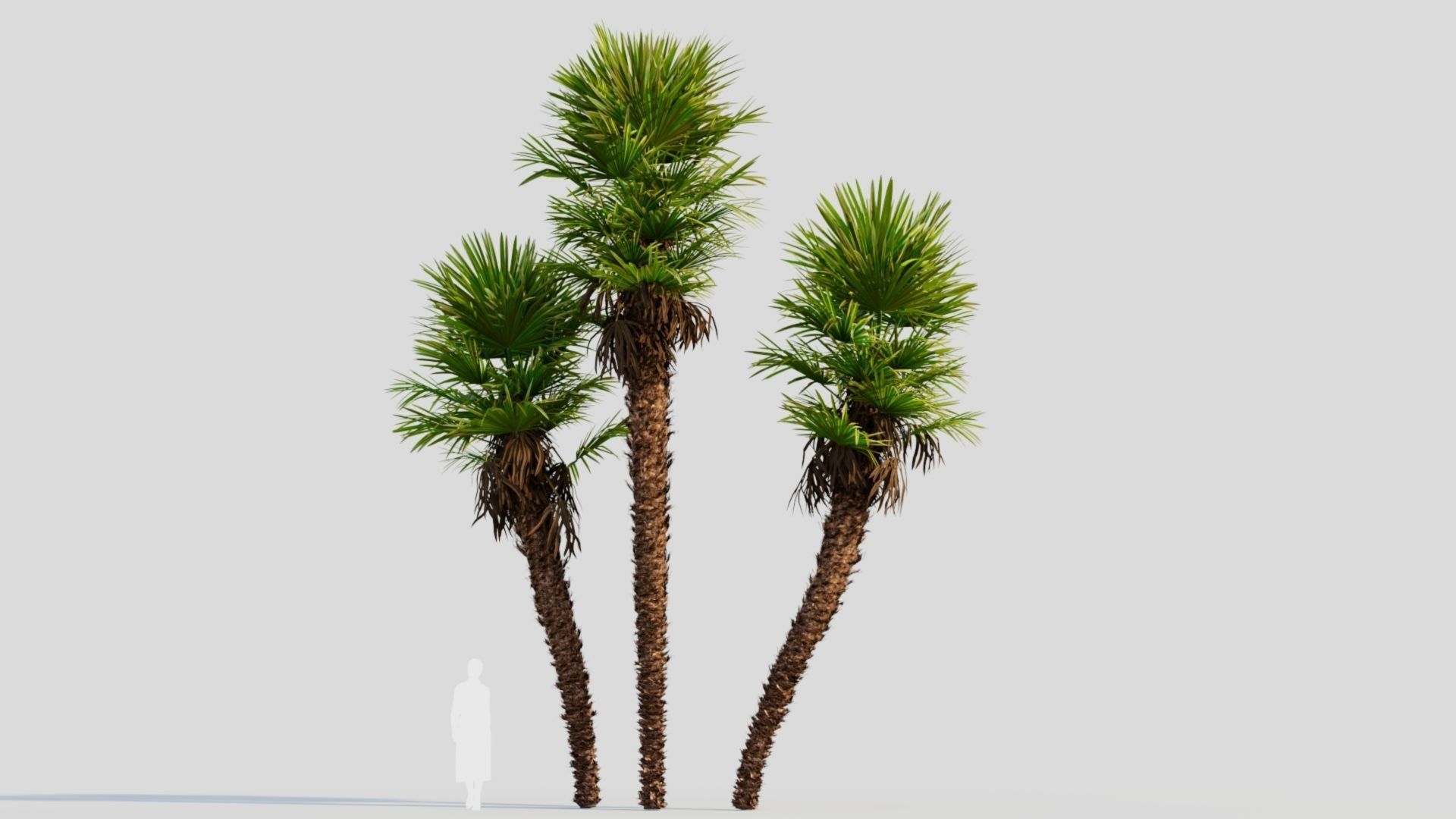 Trachycarpus fortunei c 3D model_8