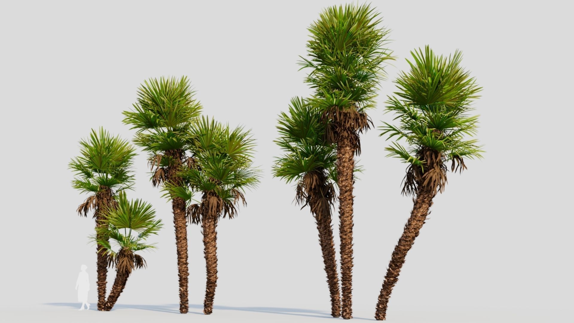 Trachycarpus fortunei c 3D model_2
