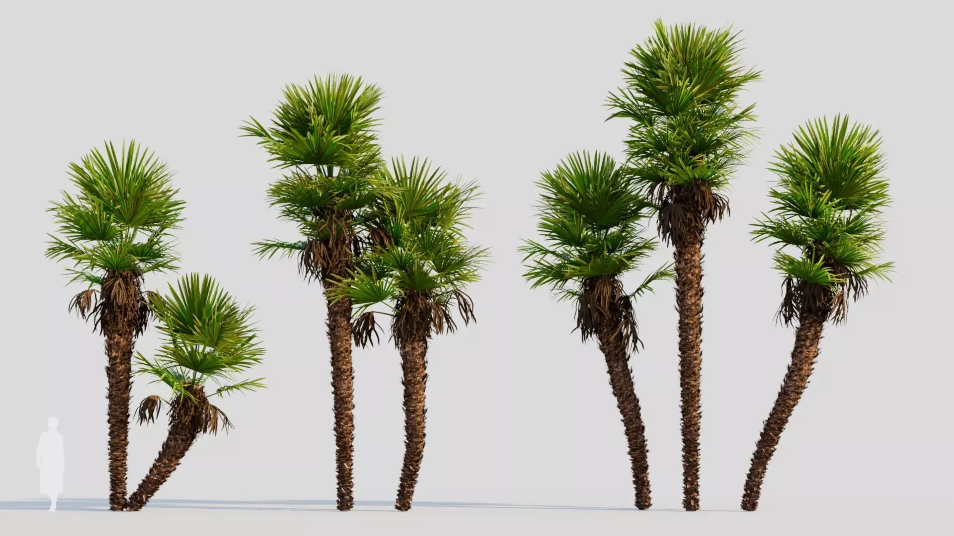 Trachycarpus fortunei c 3D model_0
