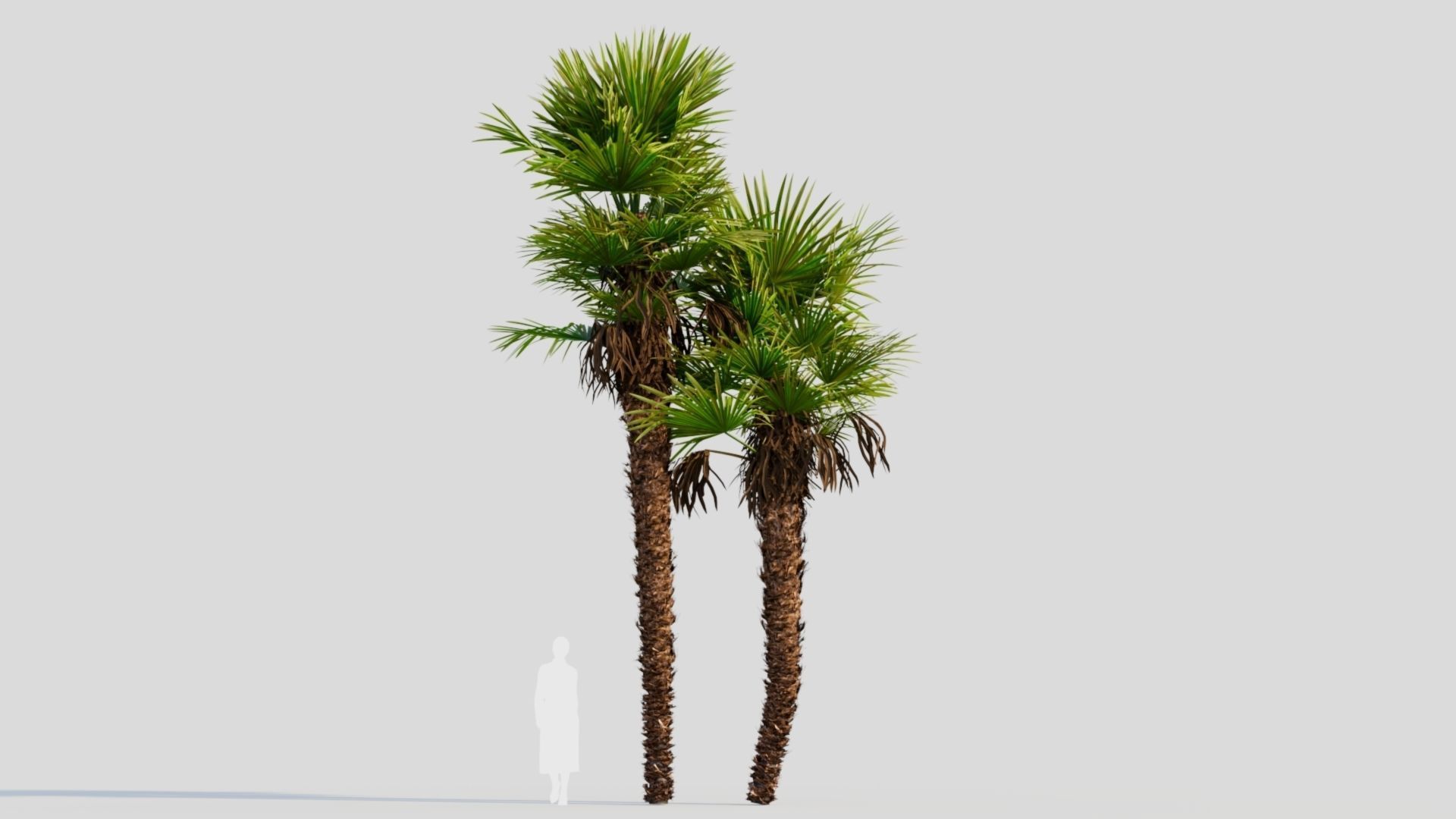 Trachycarpus fortunei c 3D model_7