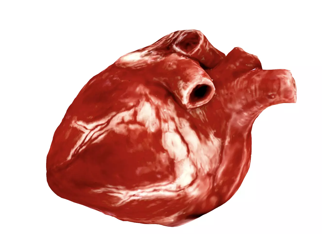 Realistic Heart - 8K UHD Scan Model  Low-poly 3D model_0
