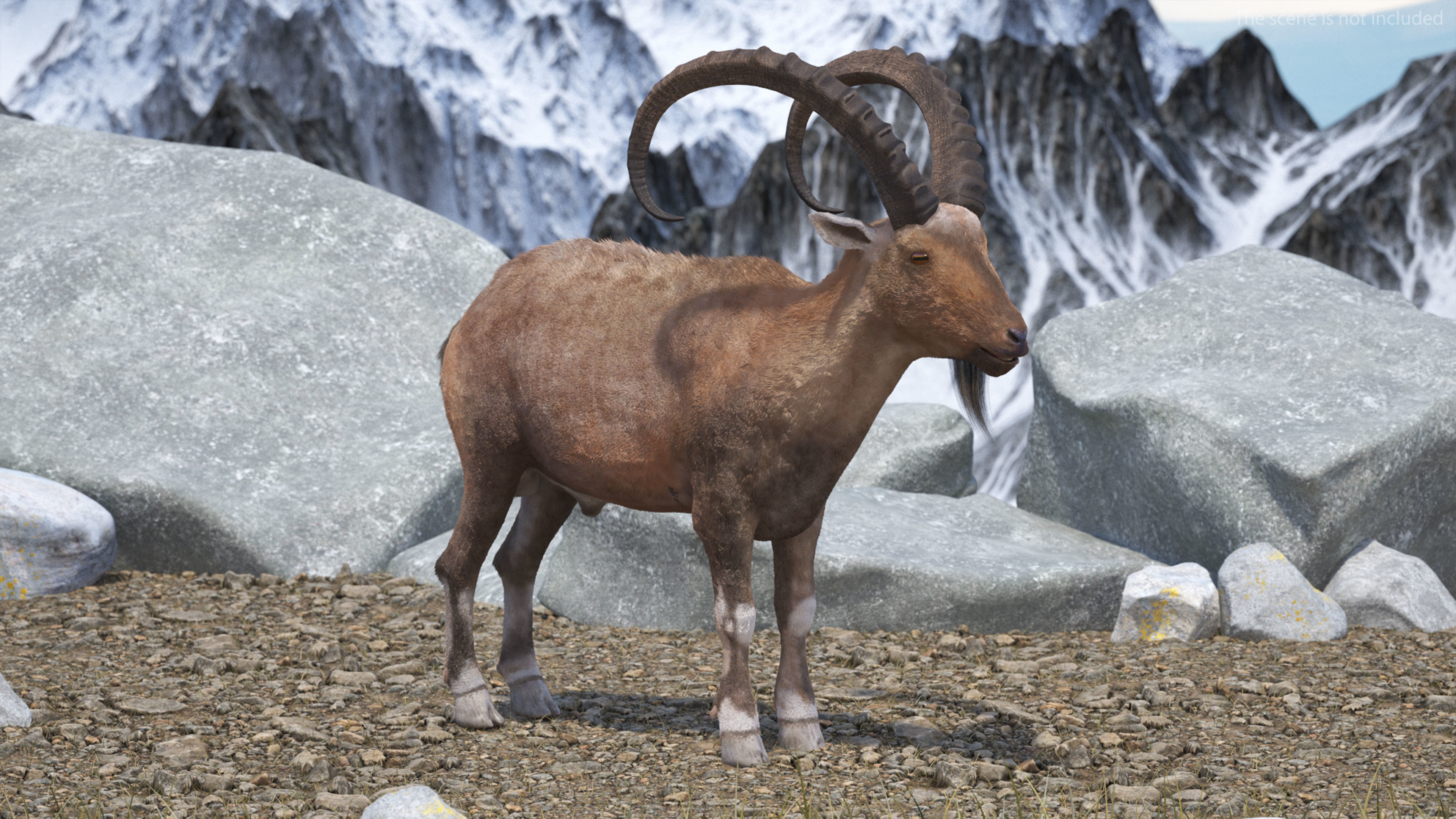 Alpine Ibex Fur Rigged 3D model