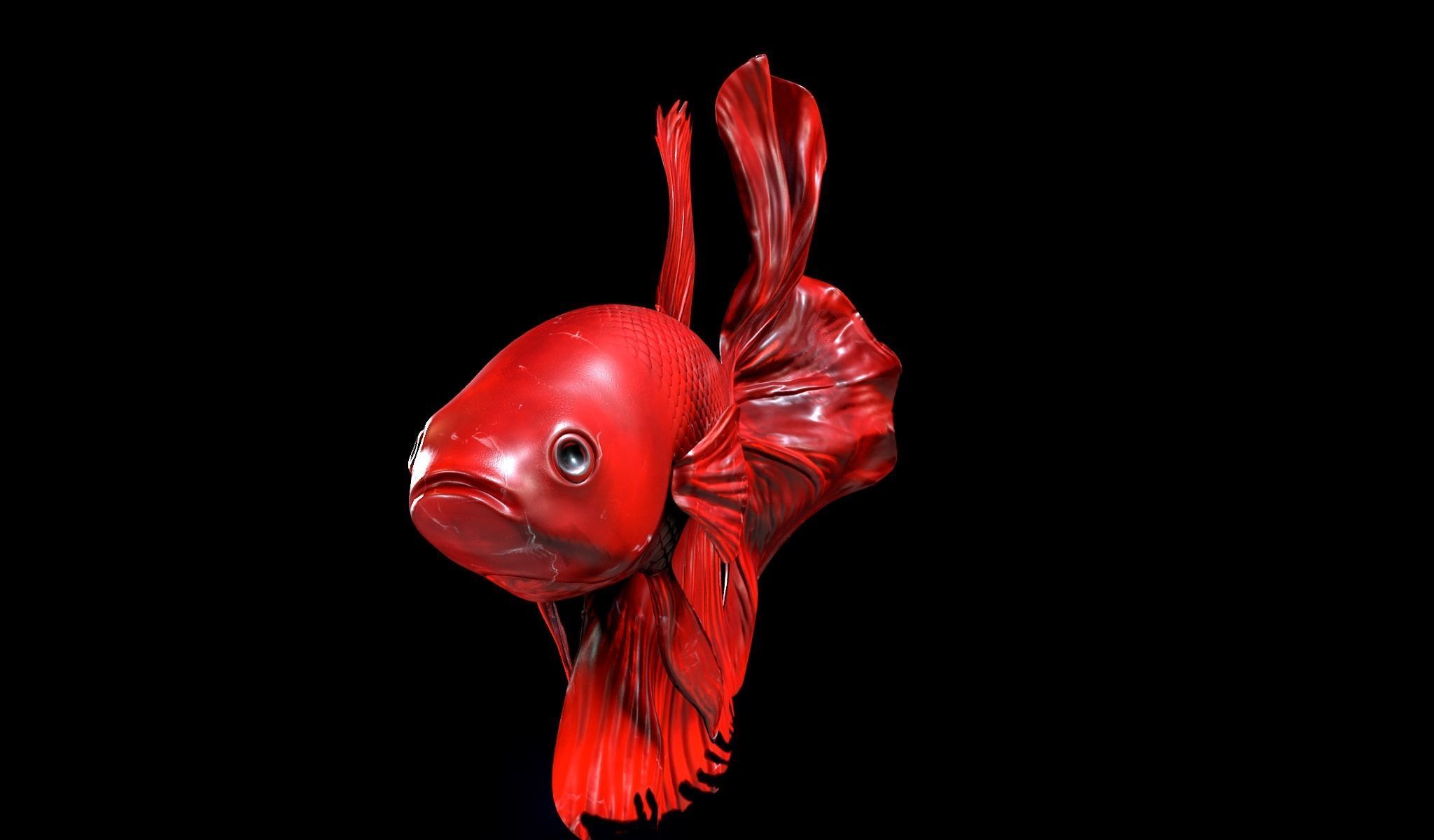 Betta fish Low-poly 3D model_16