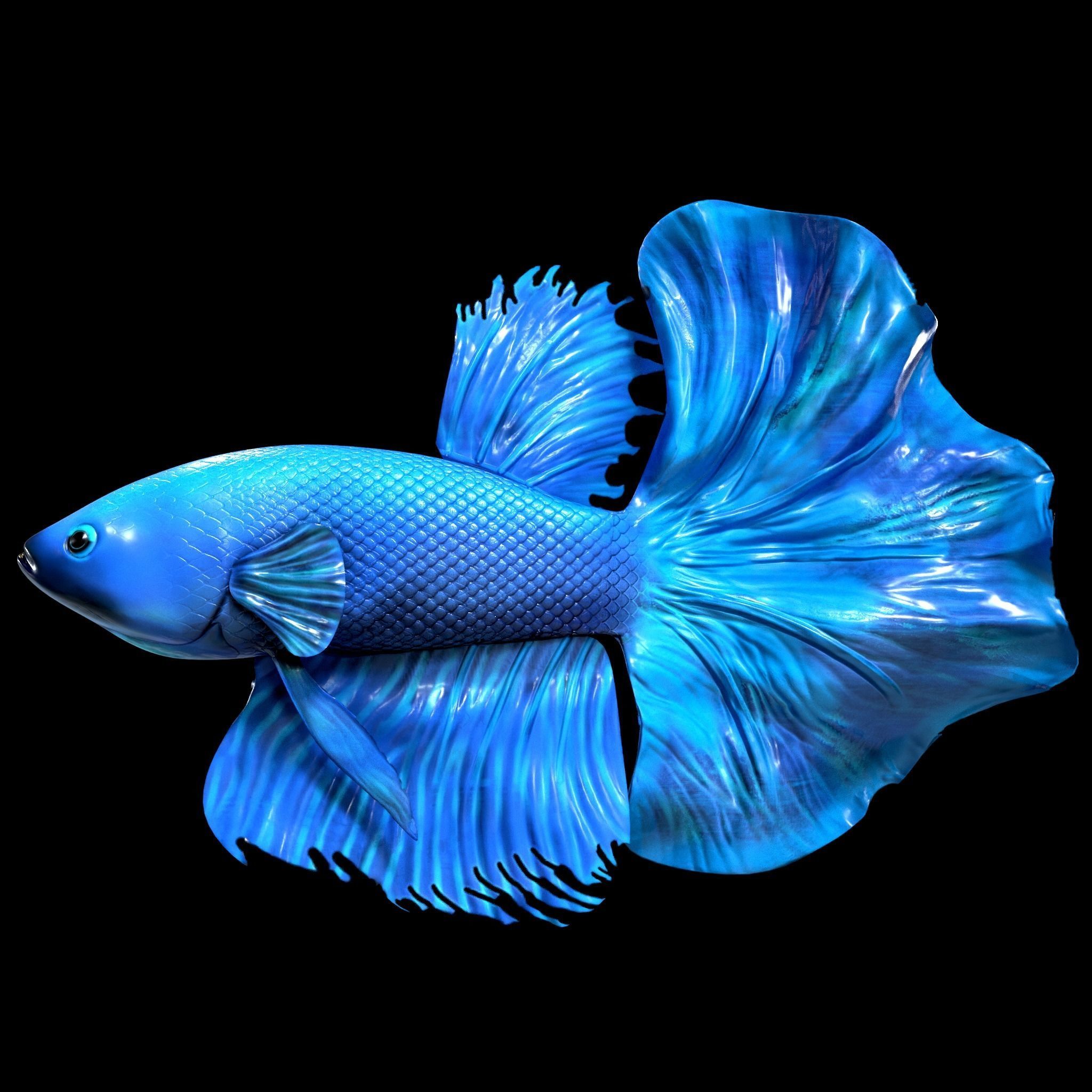 Betta fish Low-poly 3D model_12