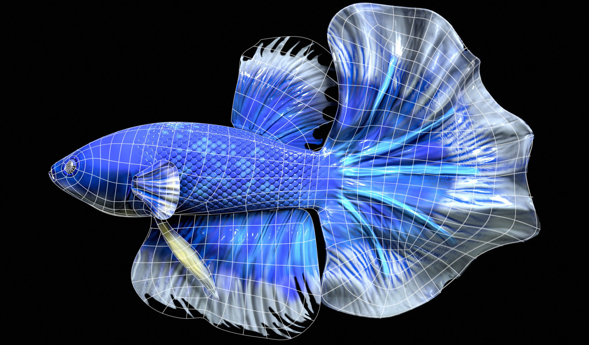 Betta fish Low-poly 3D model_2