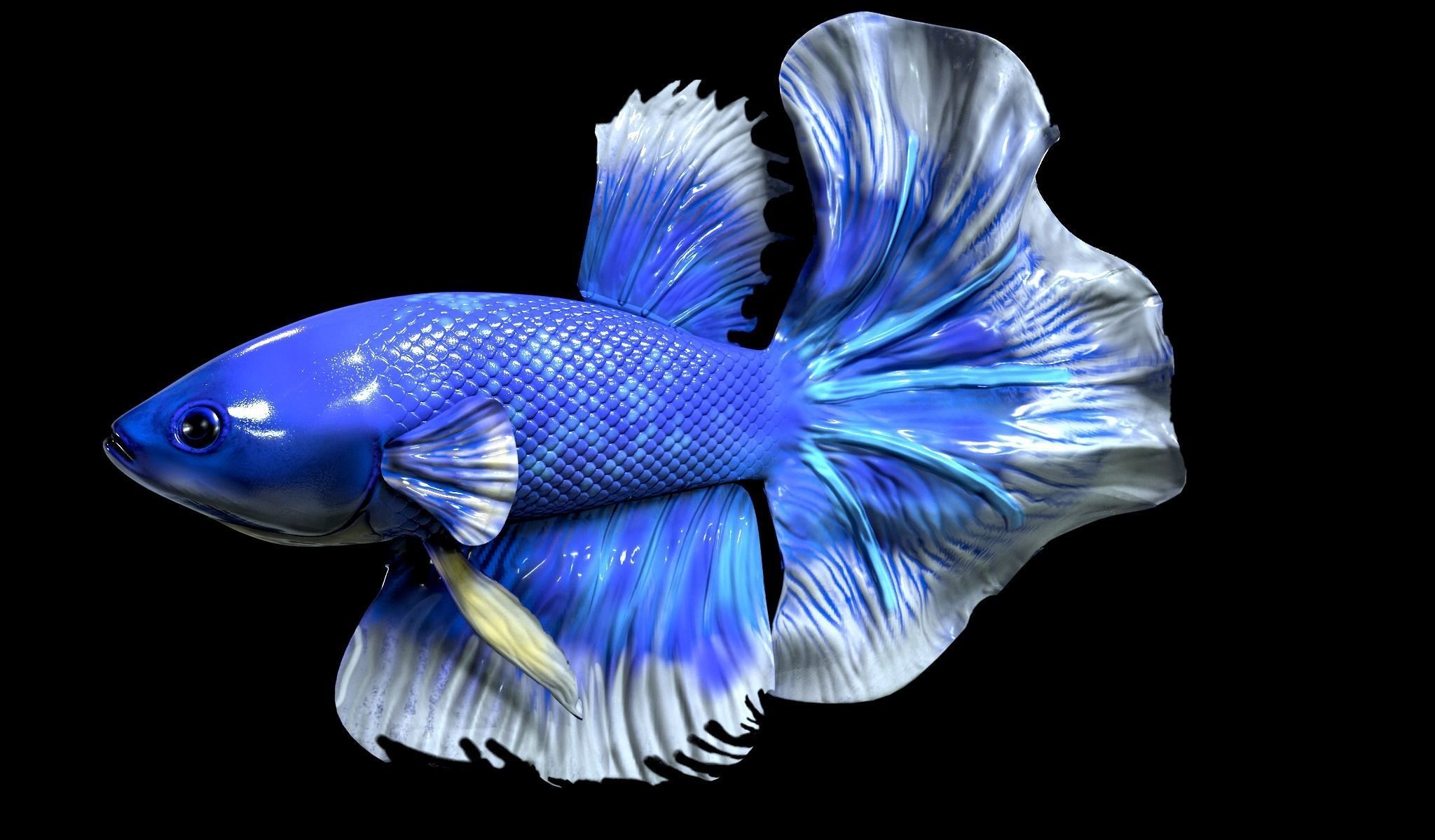 Betta fish Low-poly 3D model_3