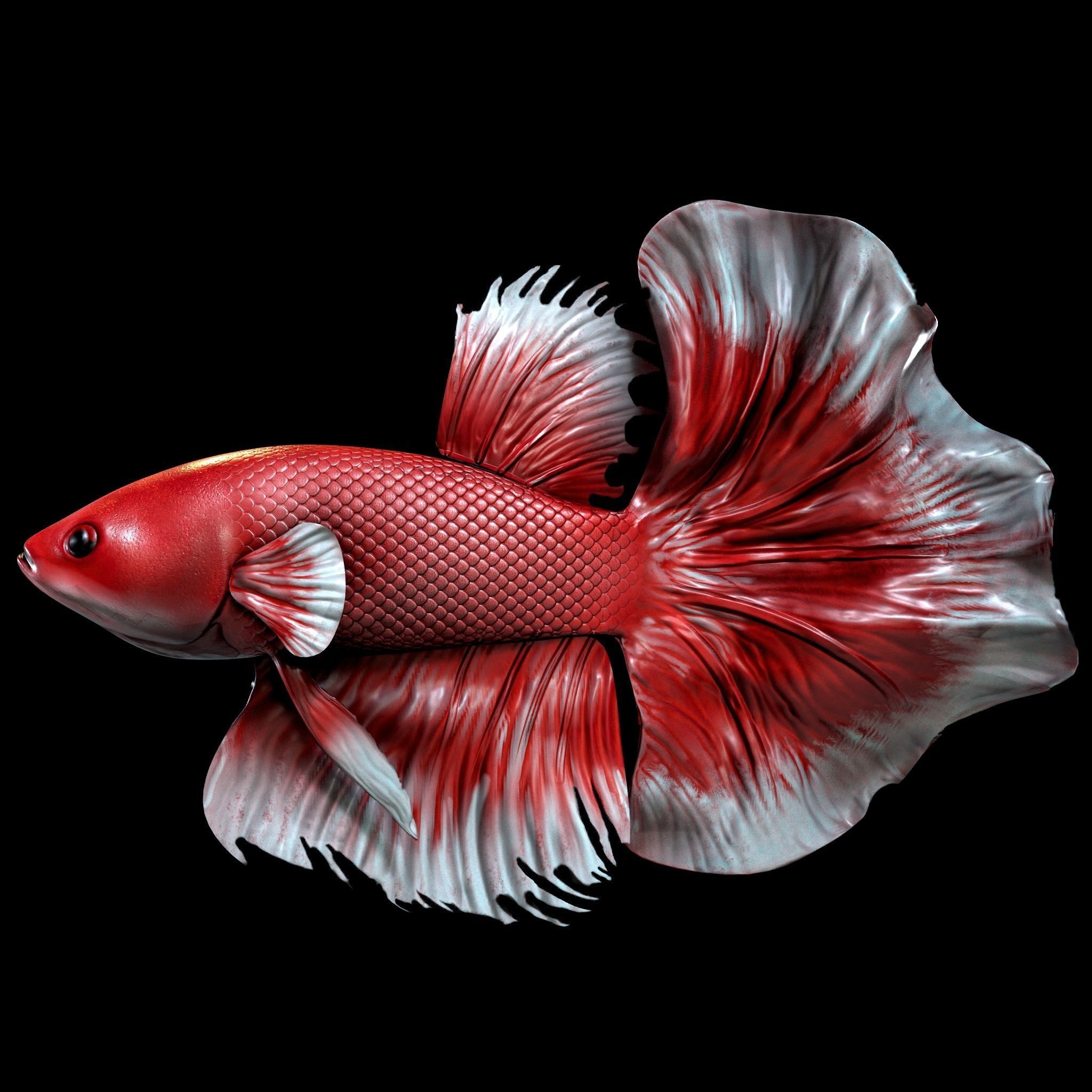 Betta fish Low-poly 3D model_8