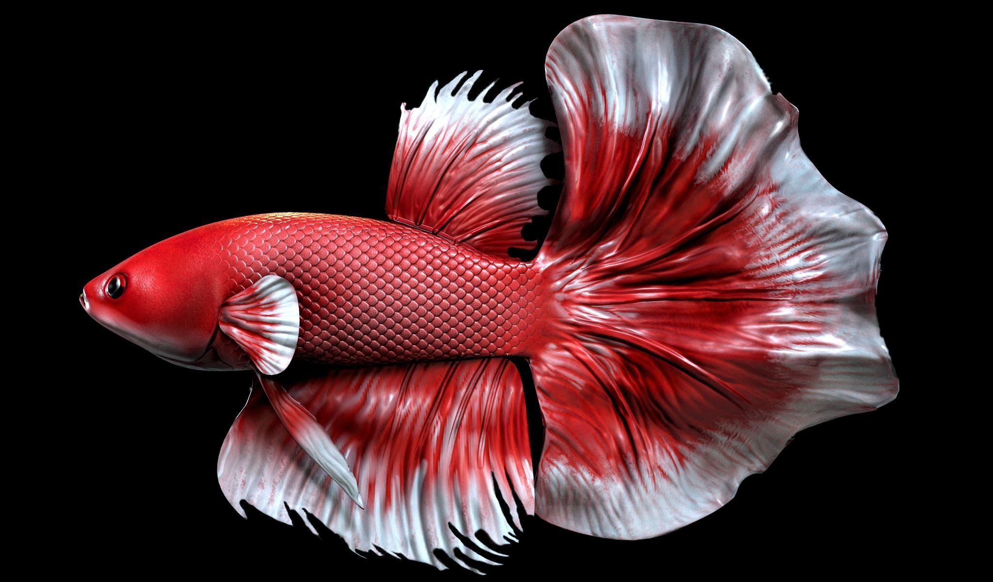 Betta fish Low-poly 3D model_9
